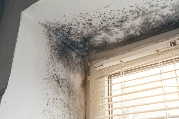 Affordable Mold Removal solutions in Winburne, PA