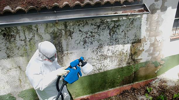 Top rated local Mold Removal specialists in Winburne, PA